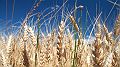 Near Record Wheat Crop May Lower Prices