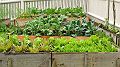 Vegetable Gardening Can Be A Big Money Saver
